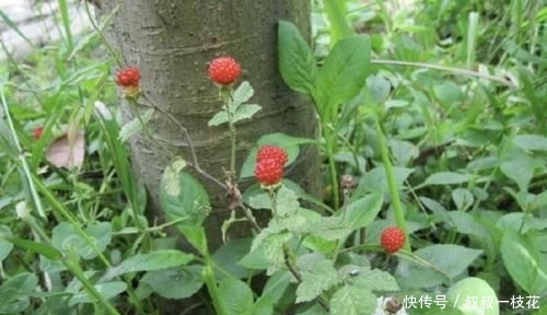  草莓■山沟下有1种“野果”，小时候叫它“野草莓”，果子为红色，珍贵