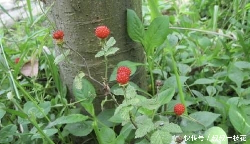 草莓■山沟下有1种“野果”,小时候叫它“野草莓”,果子为红色,珍贵
