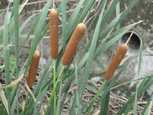  植株■河边的1种草奇特，远看像“腊肠”，被称为“蒲草”，用处多