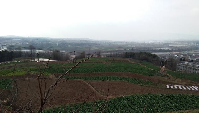  「好端端」农村兴起“种树热”，好端端的土地，为啥不种粮食种