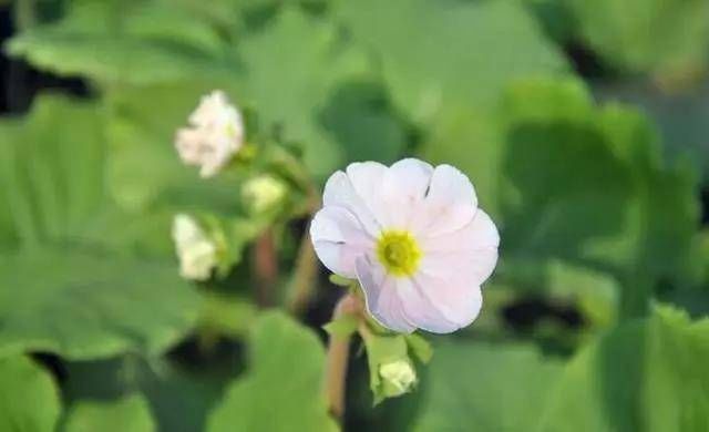 『玫瑰』天气暖和养这种花，价格便宜，比玫瑰还好看，花期能开达大半年