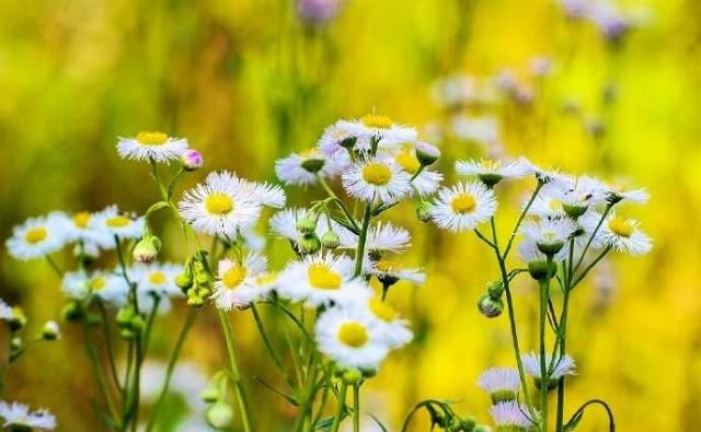  「春天」野菊花也有春天，一年蓬，可能是这个季节里最为常见最蓬勃的野花
