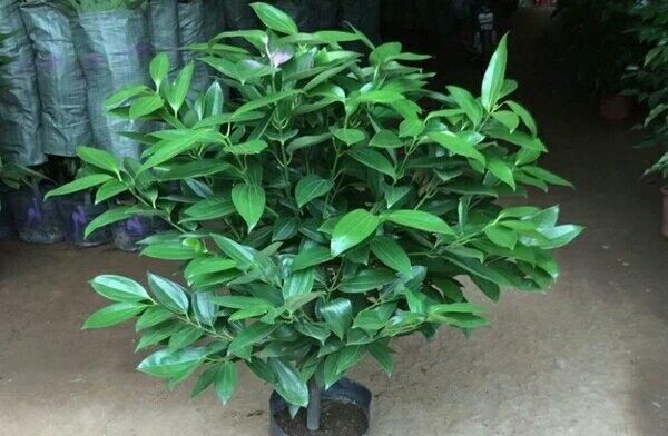 喜欢■此花木,可以让花盆的土壤肥沃、盆土疏松透气,而且可以避免花卉烂根