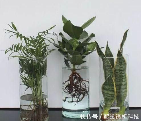 【水培花】水培花容易烂根该怎么办?4方面细节解说,让你轻松护理好花根