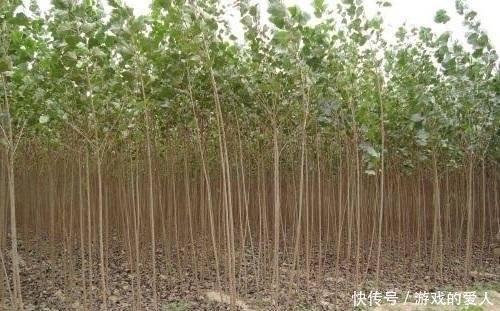 五种不适合种在院子里的树，第一种许多人都喜欢，第五种最常见