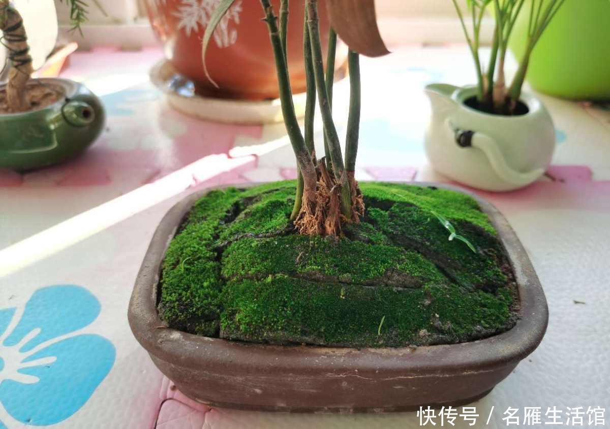 『潮湿』山上挖点苔藓,找个玻璃瓶种进去,造出微景观,比买的花还漂亮