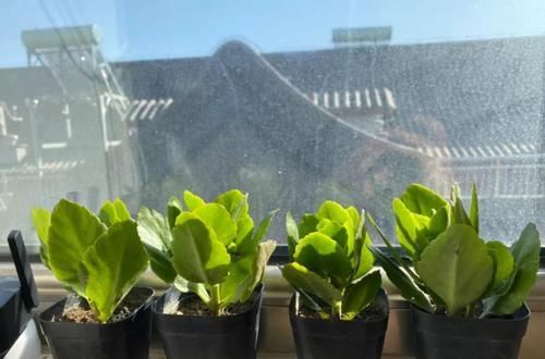  #长寿花#养花记住3个小技巧，茶花再难也能养好，开花多得不见叶！