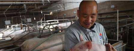  居民区@农村居民区宅基地可以养猪吗？看完就明白了！