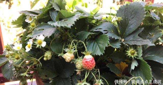  「种植」2种“水果”种阳台，好吃又好看，结果多又甜，一次吃个够