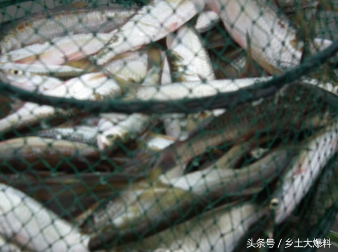 农村池塘小白条真不少,捕获一渔网,油炸之后