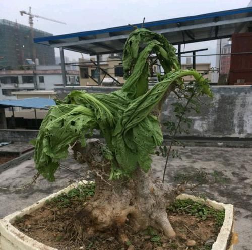  爱好：精品盆景被家人用来晒白菜，心快滴血了，爱盆景不被支持有多难？