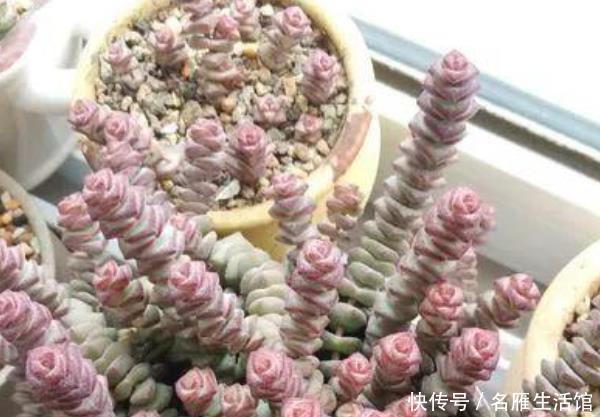 寓意:这些花养家里,寓意“吉祥”,尤其最后一种,越养越“有钱”!