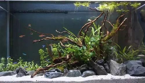  一大■比铜钱草好看的花，7天爆满一大缸，多到家里堆不下