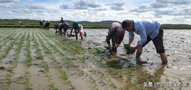 「非洲」在非洲种田：中国杂交水稻让更多非洲朋友吃上大米饭