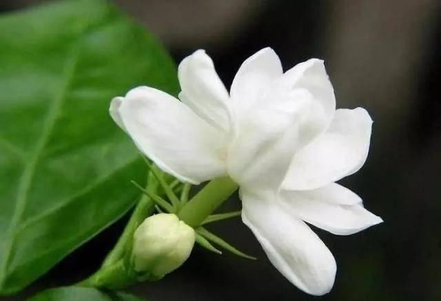  「植株开花之后」这几种花最受老人的欢迎，快给家里老人养一盆吧