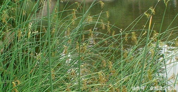 农村稻田里的杂草，农民见到就拔，如今价值30块一斤