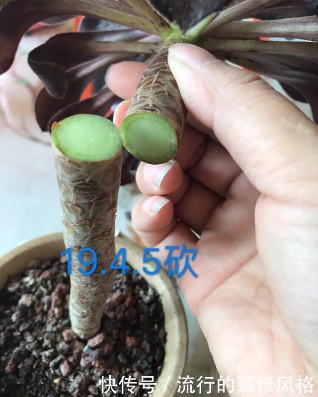  #补充养分#这花千万别养老桩，越老越不开花，想赏花砍1刀，立马满头花苞