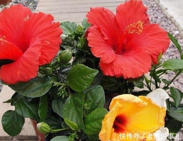  #开爆#这些花，命太大，成桶成桶喝水，烈日下开花，开爆整个夏天