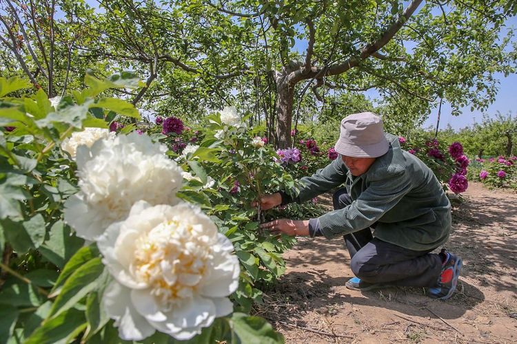  『欣赏牡丹花』71岁农民耗时40年家门口建牡丹园，1株镇园之宝10万不卖，啥样子