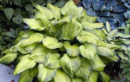  『植物』玉簪花喜阴开花美，稍稍晒太阳有好处，将叶子养得比花还美