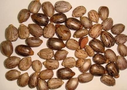 一种“植物石油”，曾因有害人人嫌弃！现农民大量种植亩入几千