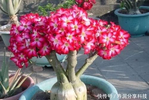  「绿萝」阳台养花选它，花期长达半年，长成老桩开花漂亮，比绿萝还好养