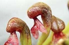 『省钱』这3种“食肉花”比“灭蚊器”还好用,客厅、卧室养1盆,健康省钱