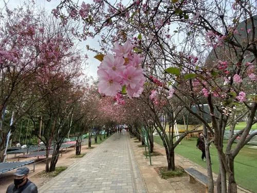 春姑娘来了 昆明这几个公园可以踏春赏花啦【2020热门旅游景点】