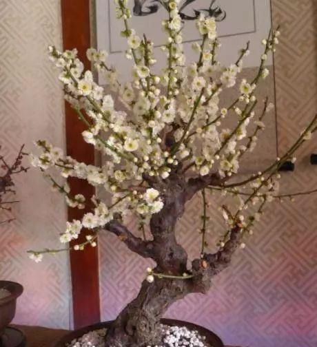  「植物」客厅最适合养这“3种”植物，越“老”越好看，养1盆都感到值！