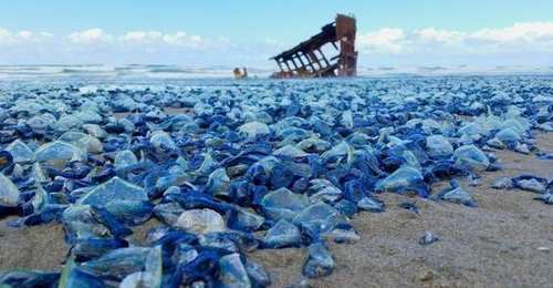 沙滩被大量蓝色物体占据，游客上前查看后不敢再逗留
