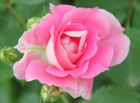  『一大』这5款娇艳的花，养在阳台不管 不问，花期一大轻松开爆盆，内敛美