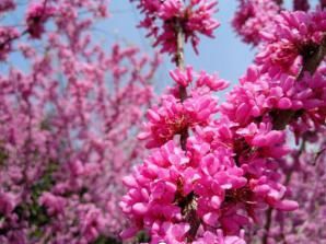  #新区#城管文化|醉美新区，扮靓城市的那些花儿
