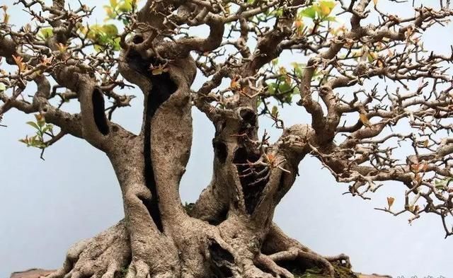 红牛盆景，牛气冲天！