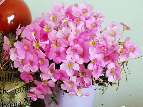  『繁殖力』这些花，繁殖力强大，扔进土里就发芽，爆盆式的开花