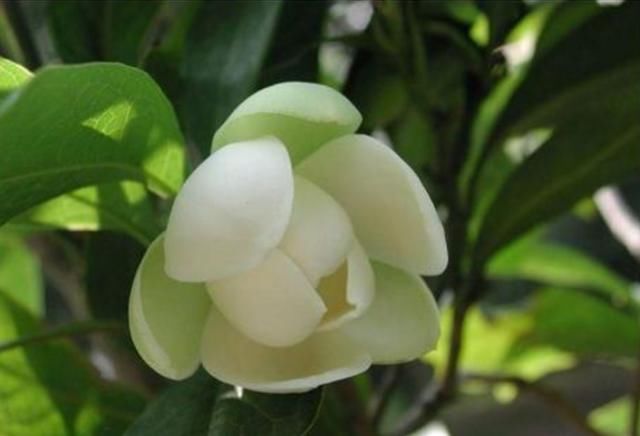  『香味』家中养棵“香水花”，花开似笑非笑，犹抱琵琶半遮面，惹人怜爱