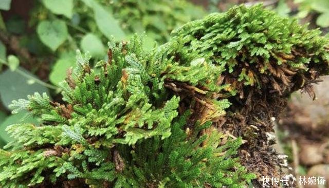 『种植物』石缝里的“还魂草”,也被称为“卷柏”,看着像枯草,却珍贵!