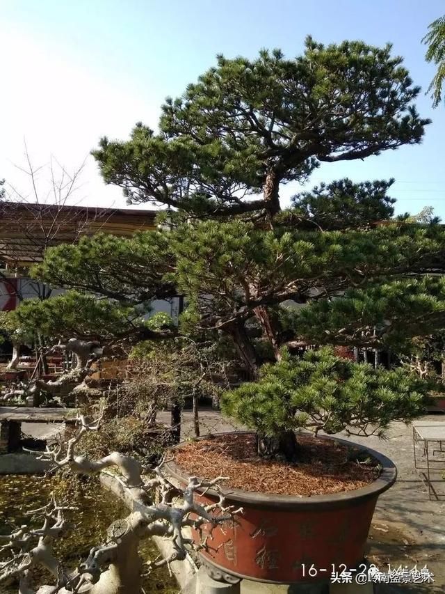 盆景大师都爱玩，山松会否成为下一个热点？
