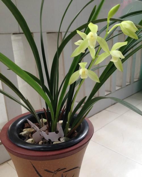 『非洲紫罗兰』喜欢菊花,不如养此款花,花苞粉嫩可爱,呆萌可爱又好养