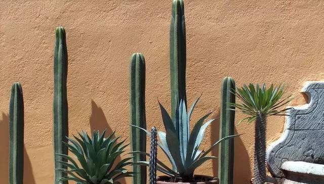  寓意：2种“多肉”长势猛，半年就能窜屋顶，寓意旺运、还镇宅，