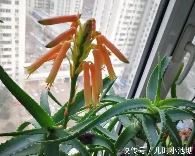  『真的』芦荟开花的话真的会死吗？如何保全？