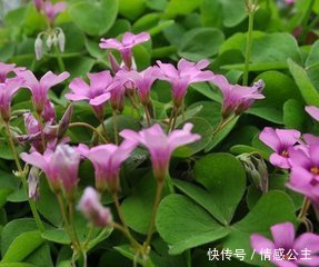 这类农民拿来喂猪的野菜，能美化肌肤，减肥瘦身，你见过吗？