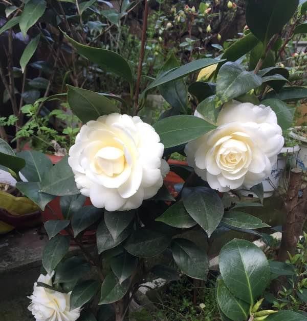  『传统』此花是中国传统名花，可媲美牡丹，植株低矮，还可盆栽观赏