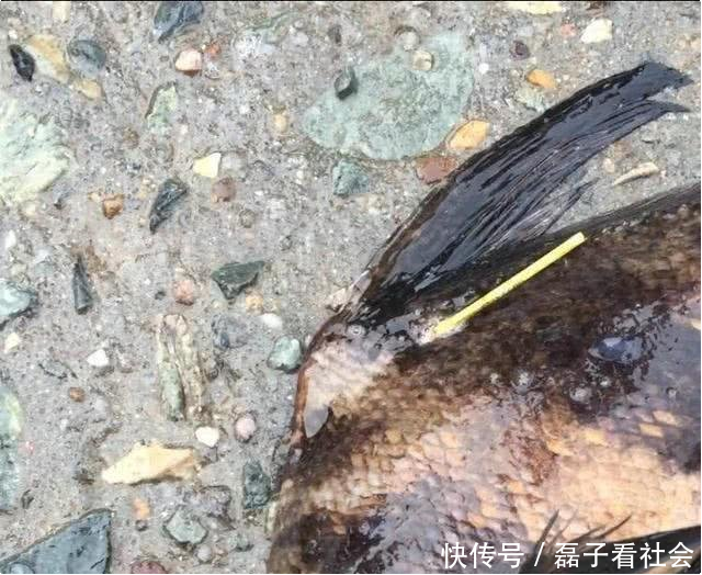  「男子」重庆男子，长期在长江地笼“偷鱼”，不料却因捕了条怪