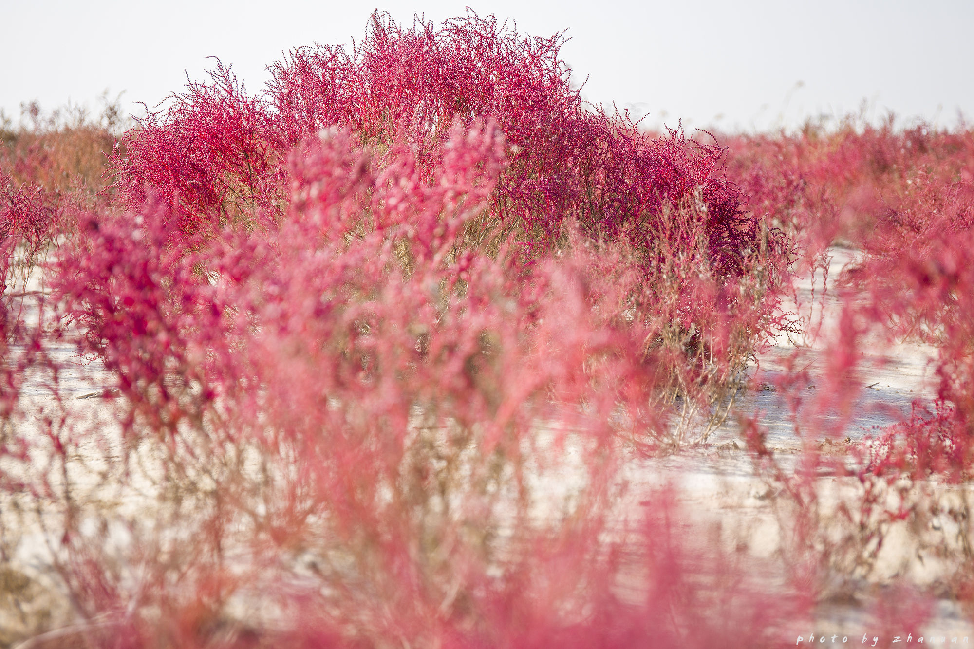 东营丨走过沧海桑田，终是在芦花飞雪的秋日遇见你