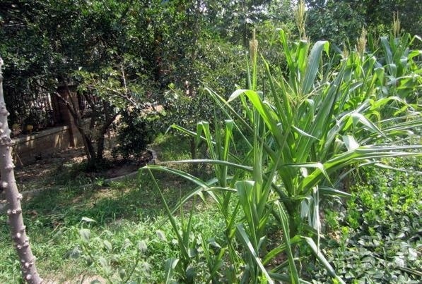 农村的一种田间称霸的野草，有药用价值，老人喜欢泡茶喝