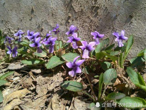 这种野花全身是宝，过去被农民忽略，如今很珍贵，见到请珍惜