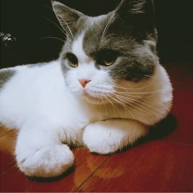 宠物故事回顾：“刘二豆”辟谣虚惊一场，威尼斯忠诚猫咪惹人流泪