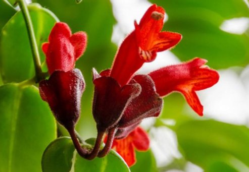 「暗淡」此款花朵媲美月季,繁花似锦,花开似精灵起舞,丢在阳台幽香暗淡