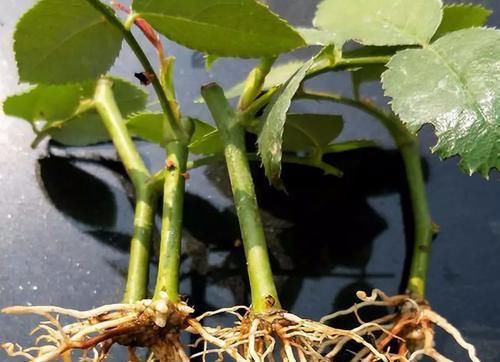  『柳树』植物插迁需要的生根水，不用买到处就有很多，长出的根很是强壮