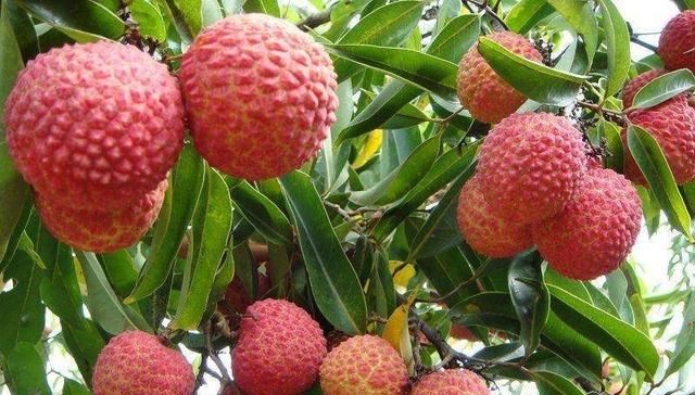  「荔枝品种」糯米糍荔枝的特点及适宜种植地！